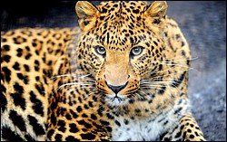 Leopard