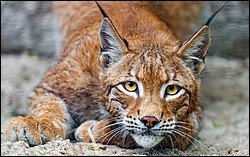 Lynx