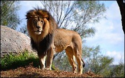 Lion