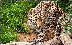 Leopard