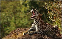 Leopard