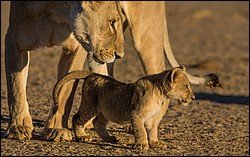 Lion with cub