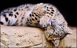 Snow leopard