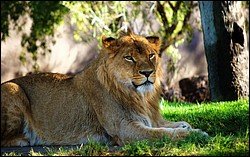 Lion