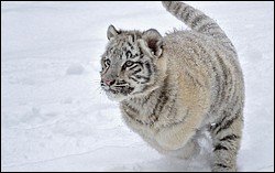 Snow leopard