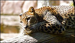 Leopard