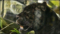 Panther