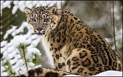 Snow leopard