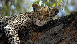 Leopard