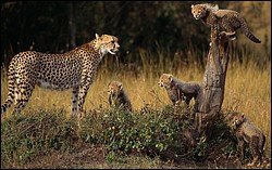 Cheetah