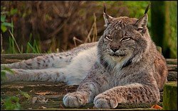 Lynx