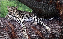 Leopard