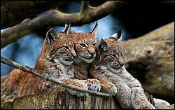 Lynx